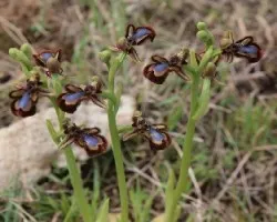 Ophrys speculum 