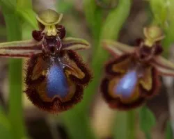 Ophrys speculum 