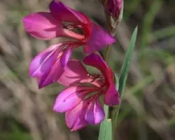 Gladiolus Illiricus