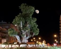 Ficus con luna