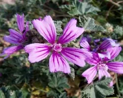 Malva sylvestris