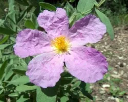Cistus crispus