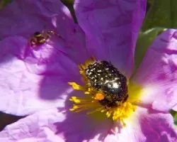 Cistus crispus
