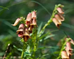 Digitalis obscura