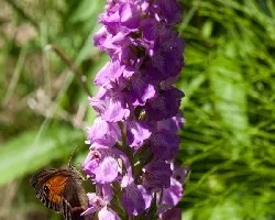 Dactylorhiza elata
