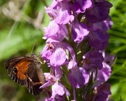 Dactylorhiza elata