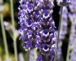 Lavandula angustifolia