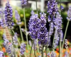 Lavandula angustifolia