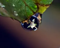 Reflejo de flor