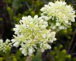 Sedum sediforme