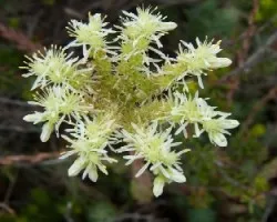Sedum sediforme