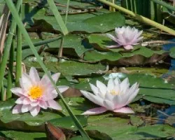 Nymphaea sp
