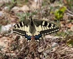 Papilio machaon