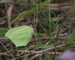 Gonepteryx rhamni