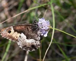 Hipparchia alcyone