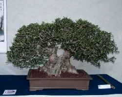 Olivo