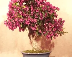 Bogambillia