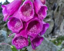Digitalis purpurea