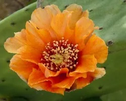 Opuntia ficus indica
