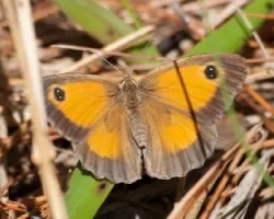 Pyronia tithonus