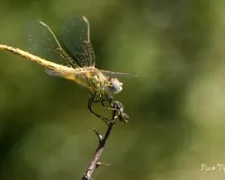 Gomphus simillimus
