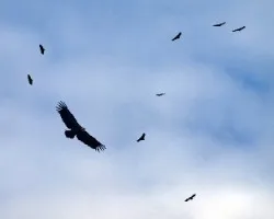 Gyps fulvus