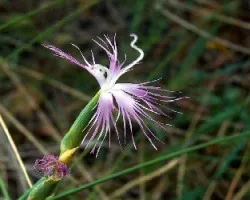 Dianthus broteri