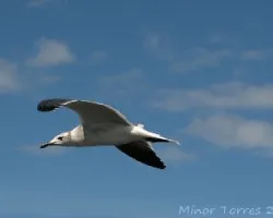 Leucophaeus atricilla