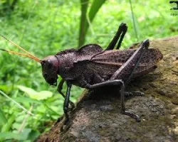 Saltamontes Púrpura