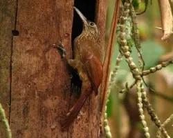 Xiphorhynchus susurrans