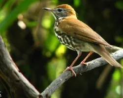 Hylocichla mustelina