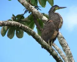 Tigrisoma mexicanum