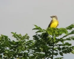 Tyrannus melancholicus