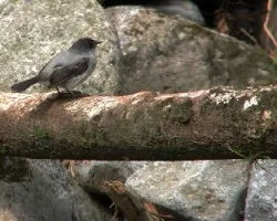 Serpophaga cinerea