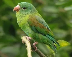 Brotogeris jugularis
