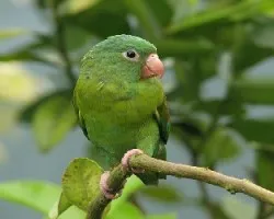 Brotogeris jugularis
