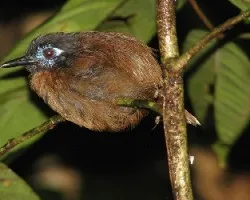 Myrmeciza exsul