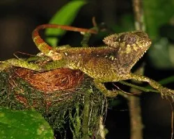Corytophanes cristatus