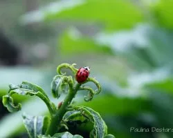 Mariquita