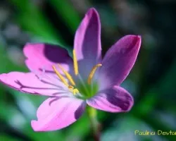 Zephyranthes sp