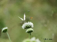 Mariposa blanca rodeada de abejas