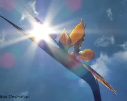 Strelitzia reginae