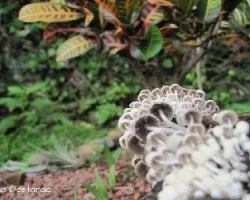 Coprinellus disseminatus
