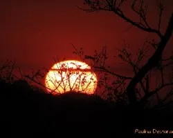 Atardecer detrás de árboles