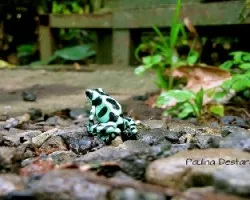 Dendrobates auratus 