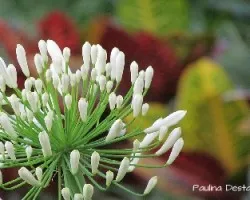 Agapanthus africanus