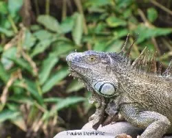 Iguana