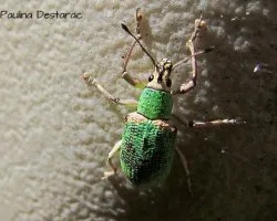 Escarabajo frutero