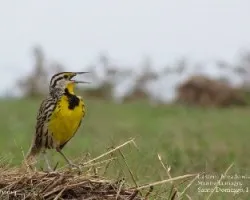 Sturnella magna