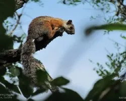 Sciurus variegatoides